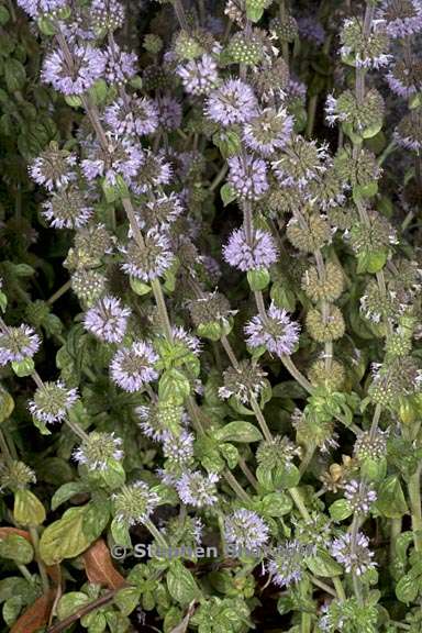 mentha arvensis 3 graphic